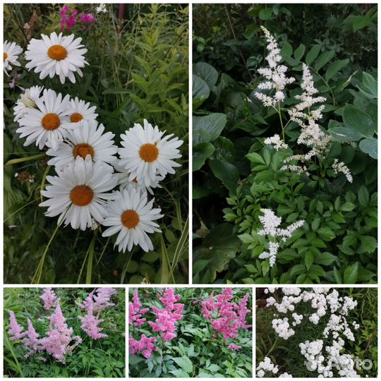Ромашка, Астильба, Жемчужница