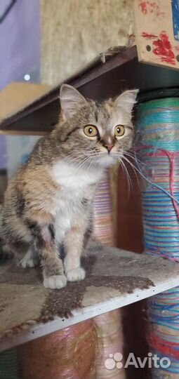 Отдам в добрые руки