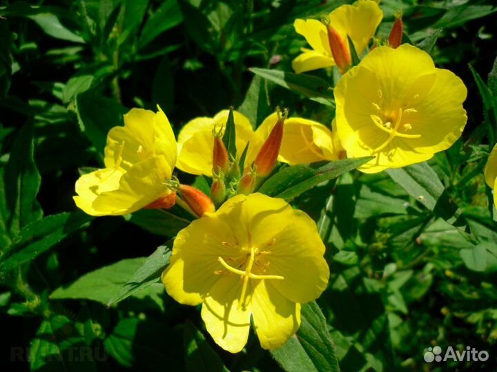 Рассада и саженцы