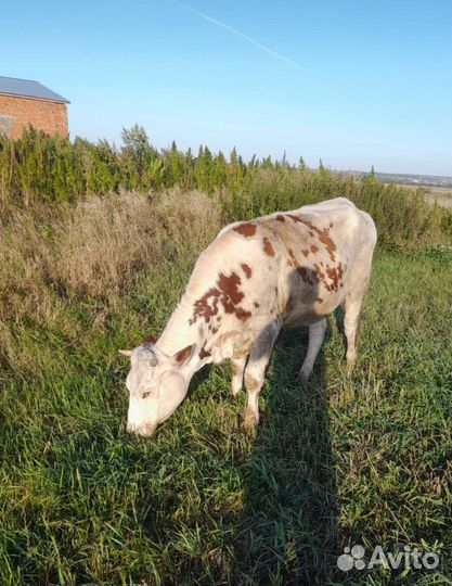 Телка стельная