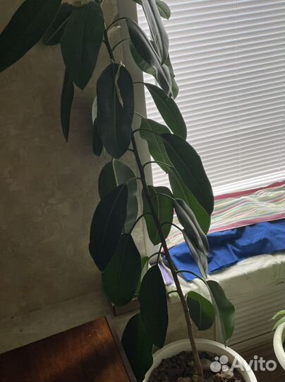 Фикус каучуконосный высокий