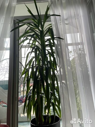 Пальма юкка