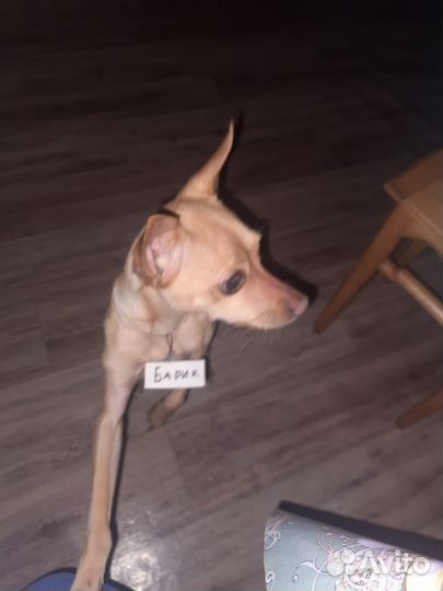 Вязка собак той терьеров