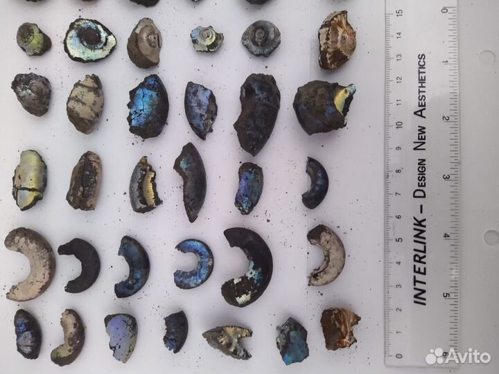 Аммониты с перламутром