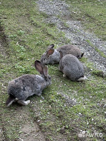 Кролики мясных пород серый великан