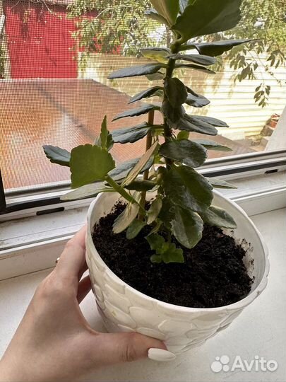 Комнатные цветы каланхоэ ростки