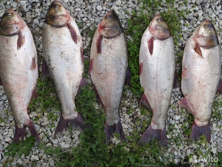 Технопланктон оптом и в розницу