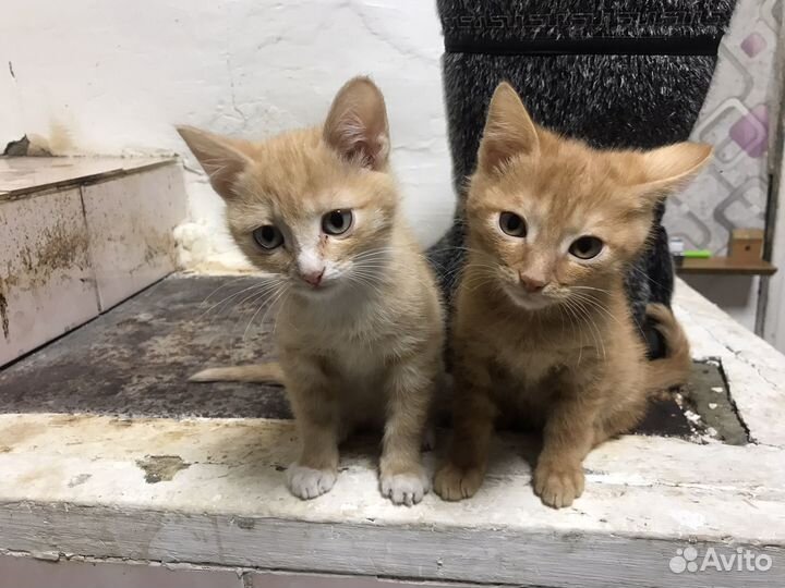 Котята ищут дом