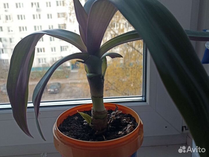 Хойя Пубикалис, традесканция Рео