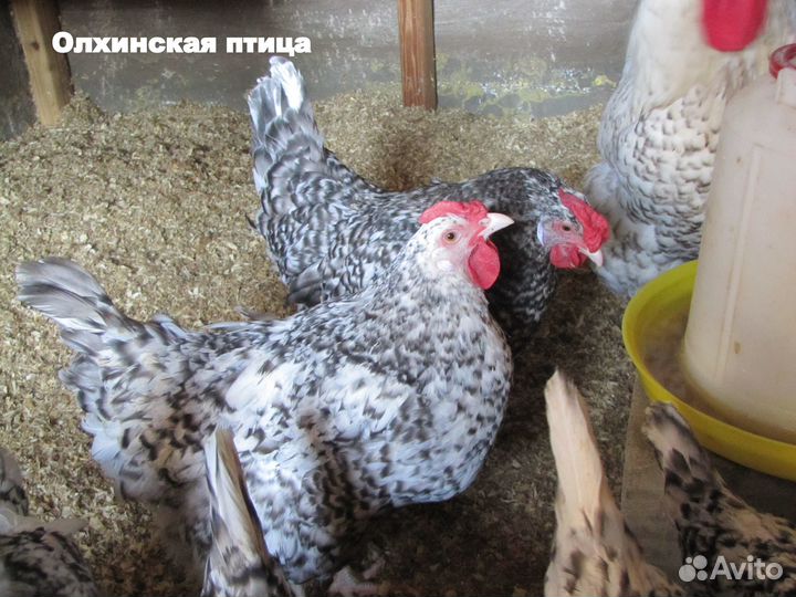Инкуб. яйцо породных кур