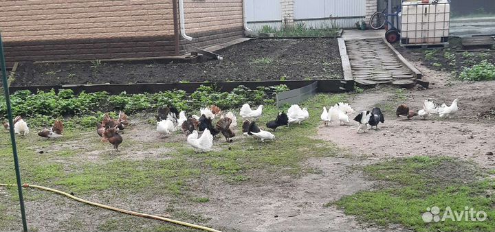 Продажа голубей. Павлины