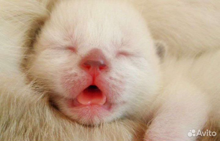 Котята от тайских родителей