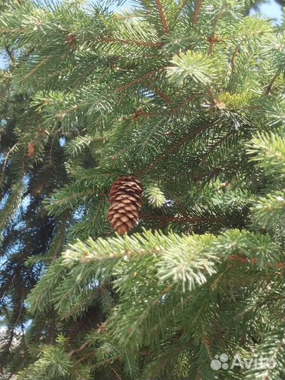 Ель живая