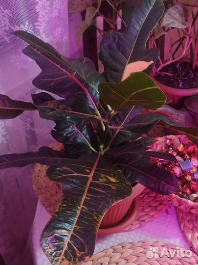 Кротон экселент