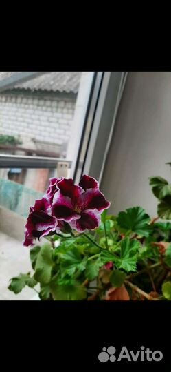 Пеларгония герань