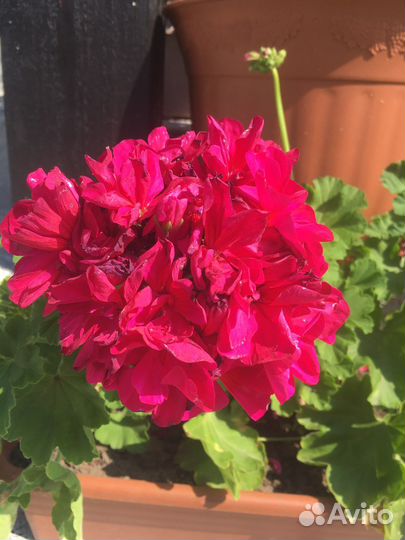 Комнатные цветы