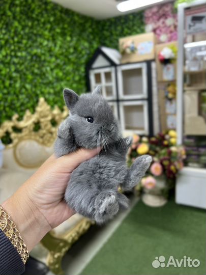 Мини кролики декоративные