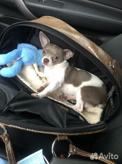 Вязка. Кобель голубого окраса ищет невесту