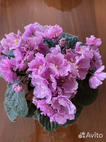 Фиалка в горшках