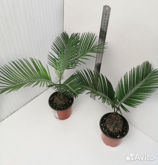 Цикас, Нолина, Пахира, санс Муншайн