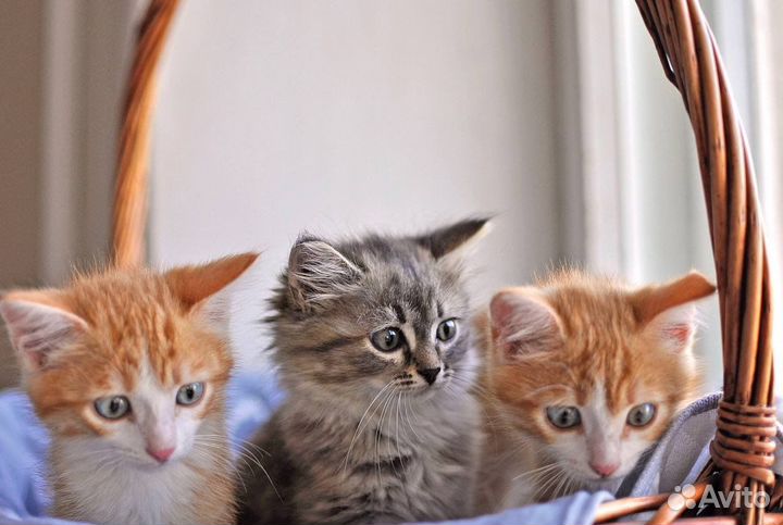 Котятки-малыши ищут семью