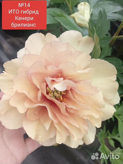 Пионы ито гибриды