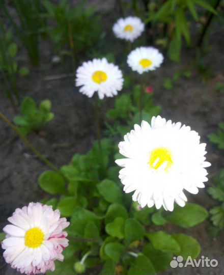 Маргаритки примула