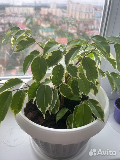 Фикус бенджамина