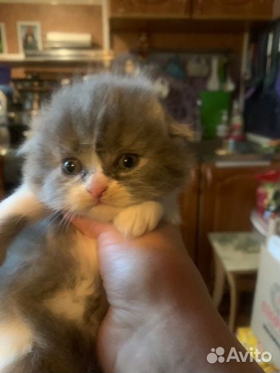 Вислоухие колобки