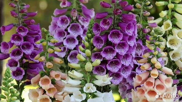 Растения, цветы, травы многолетники