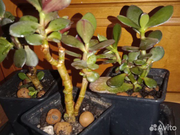 Толстянка - Денежное дерево