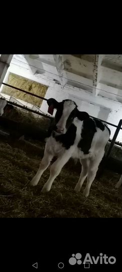 Бычки, Телочки