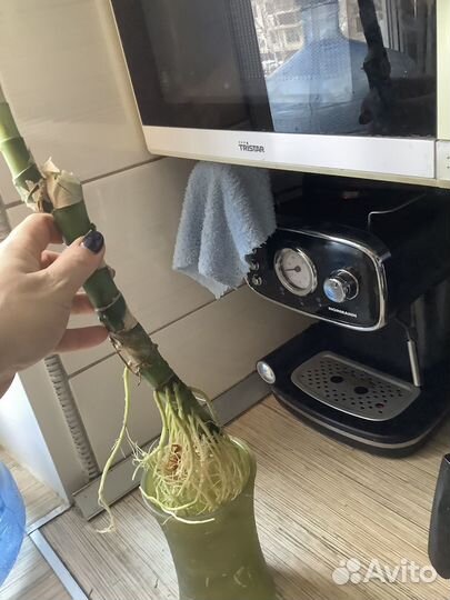 Диффенбахия