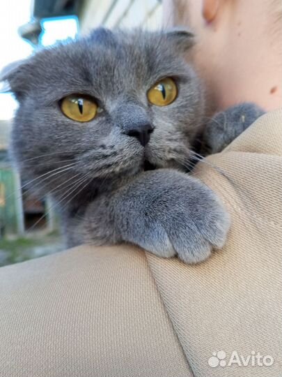 Вислоухая кошечка