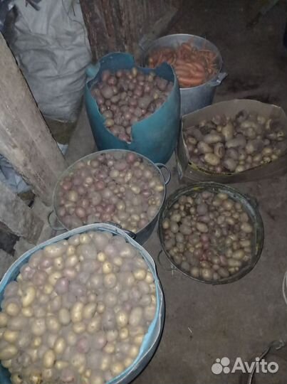 Мелкая картошка