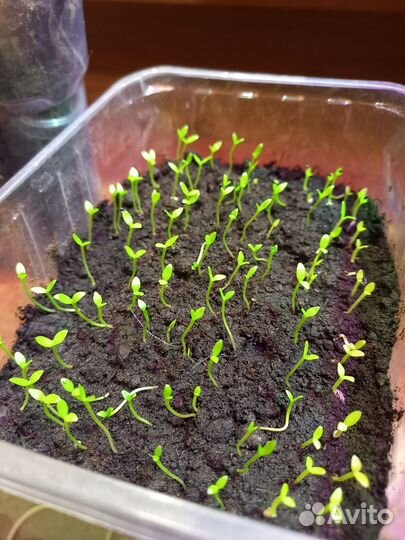 Ростки питахайя