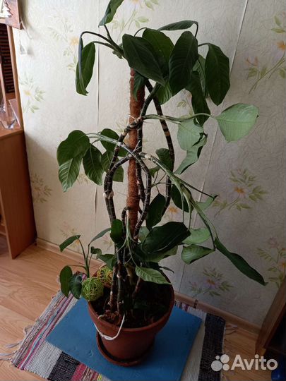 Диффенбахия 120см в большом горшке 10 шт
