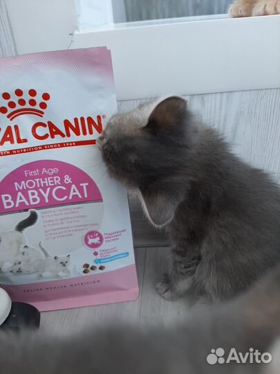 Котята в добрые руки бесплатно