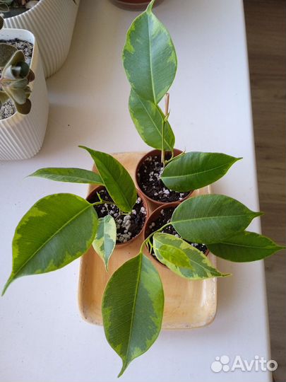 Комнатные растения разные