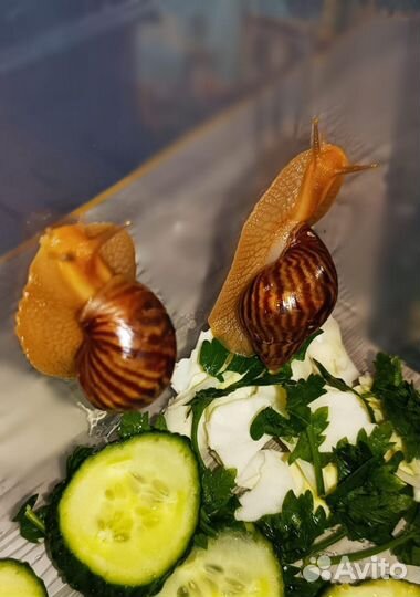 Улитки ахатины