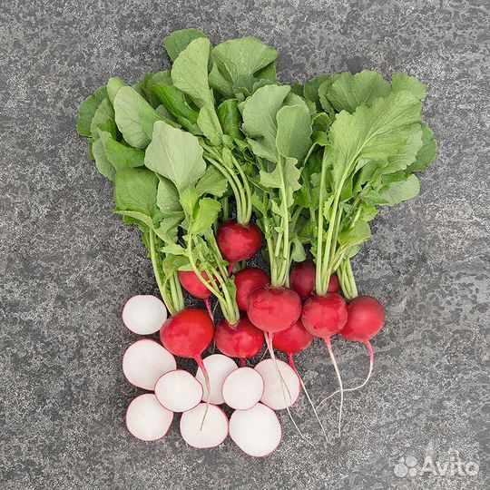 Семена Редиса 