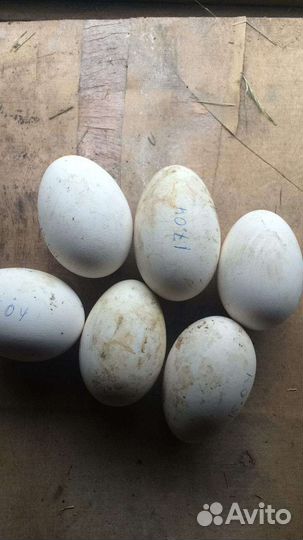 Яйцо гусиное инкубационное домашние