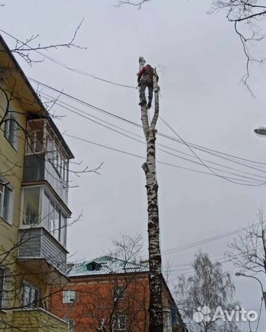 Спил деревьев, кронирование, дробление веток