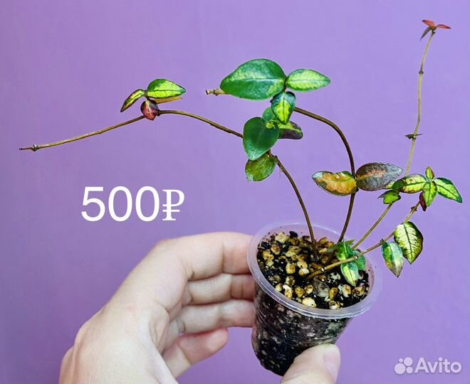 Редкие комнатные растения