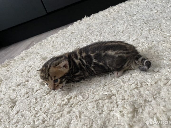 Бенгальские котята