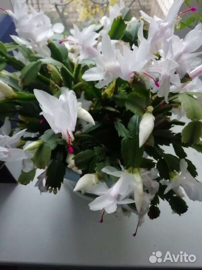 Декабрист шлюмбергера