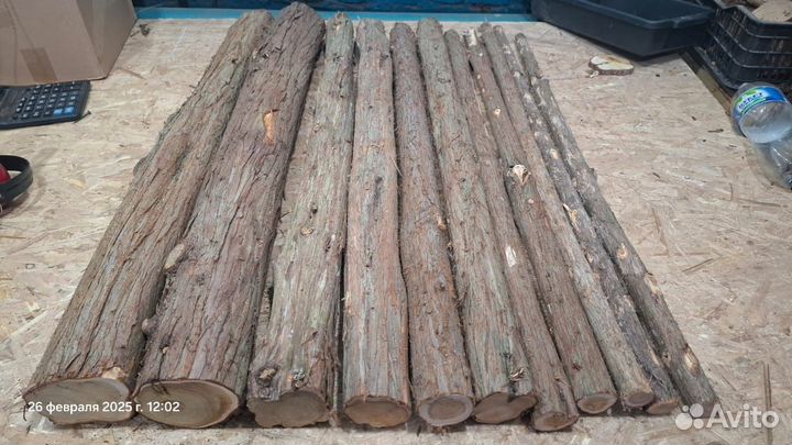 Можжевельник стовлы