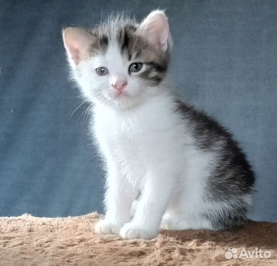 Очень добрый маленький кот