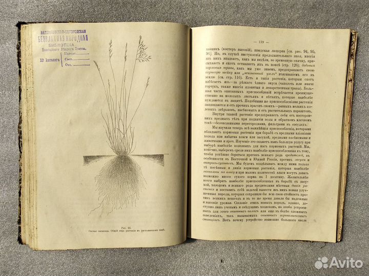 К. Клинген. Кормовые растения и польза от них