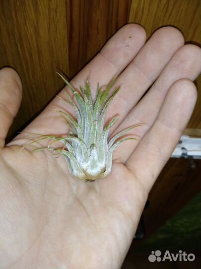 Тилландсия атмосферная